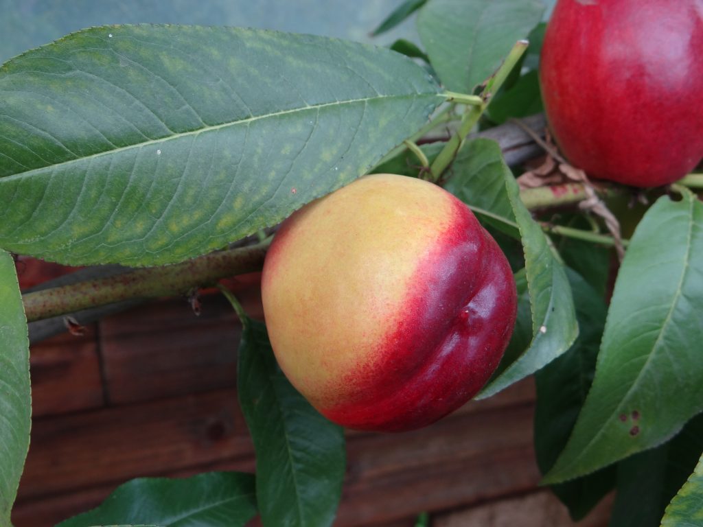 nectarines proeftuin wind in de wilgen